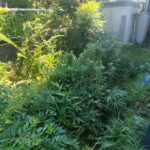 戸塚町の庭仕事