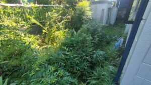 戸塚町の庭仕事